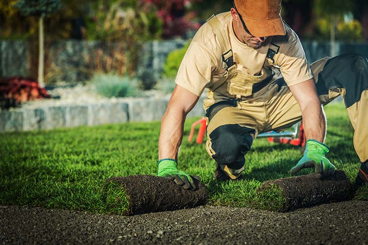 eco-friendly lawn care business